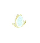 The opening a closing of a lotus, a beautiful example of spiritrual enlightenment.